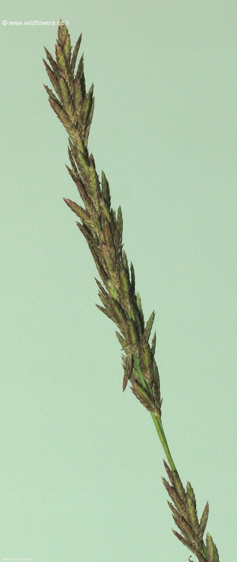 Eragrostis sarmentosa